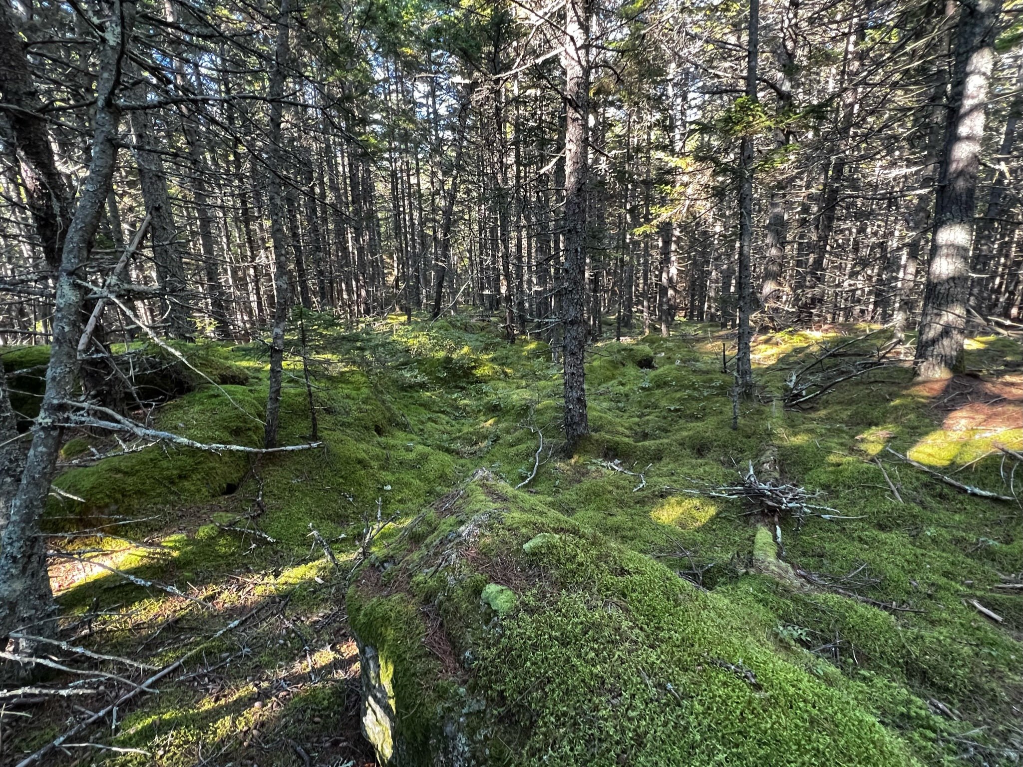 Along the Bumper Trail