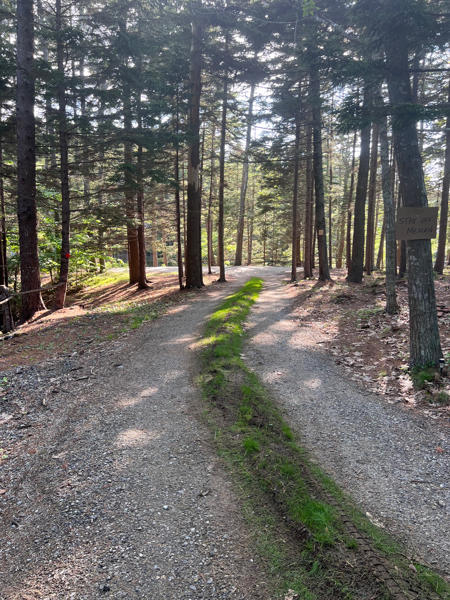 The pine drive into Cove’s End
