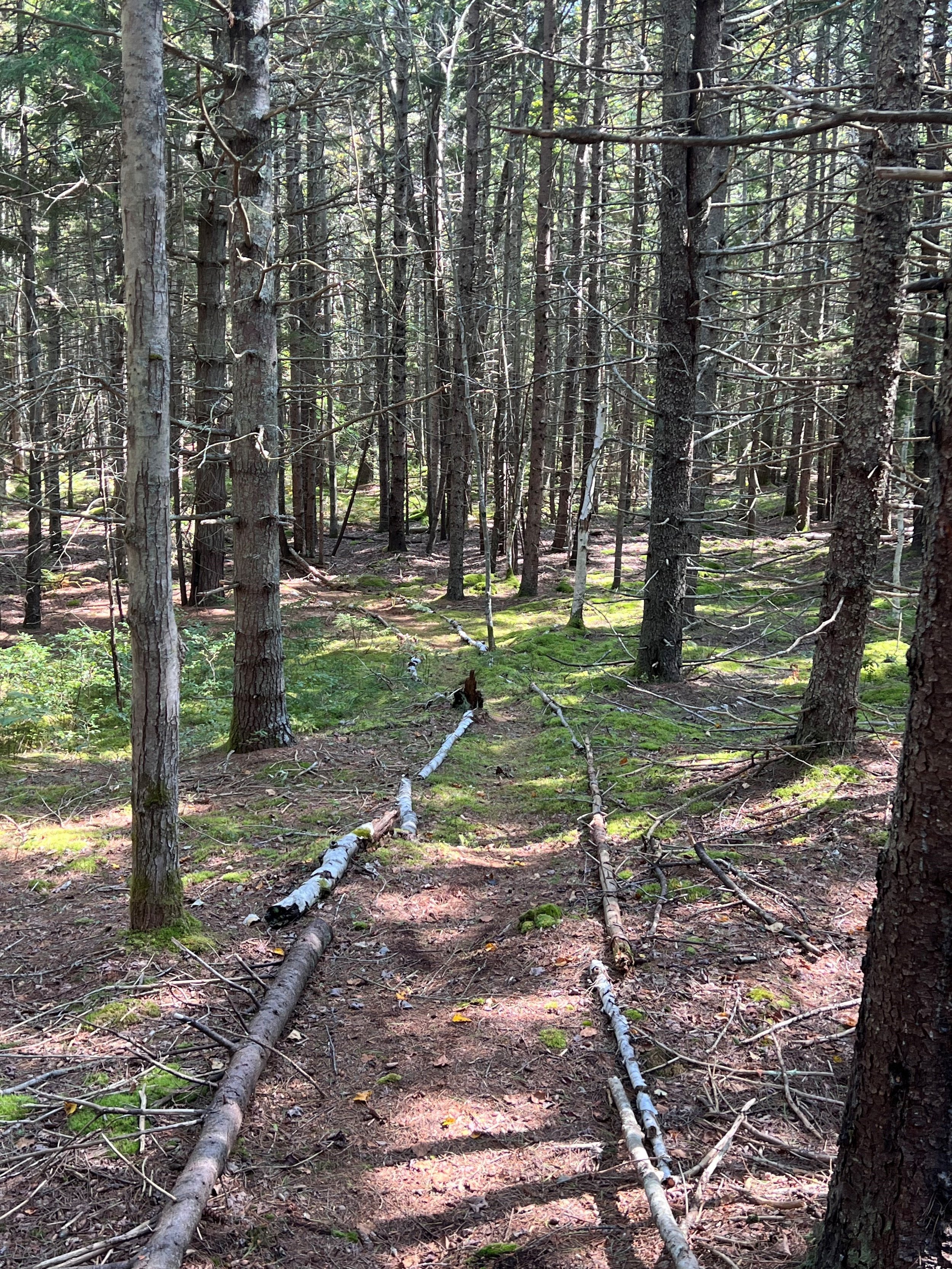 Bumper Trail through the pines